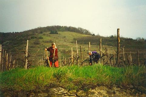 Arbeiter im Weinberg