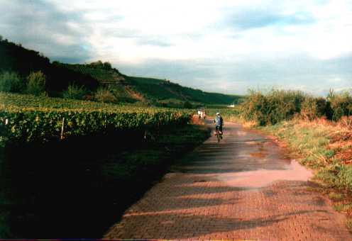 Weinberge bei Nackenheim