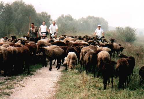 Schafherde bei Lusia