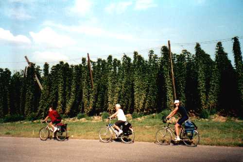 Hopfenanbaugebiet Holledau