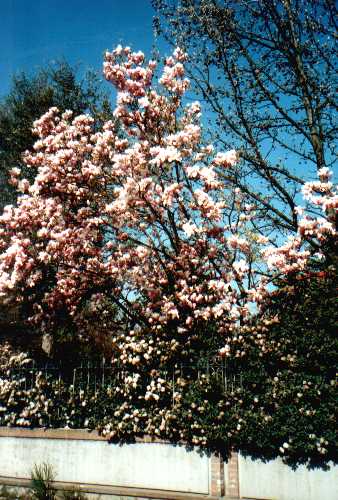 Blüten