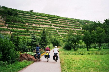 Neckar-Weinberge