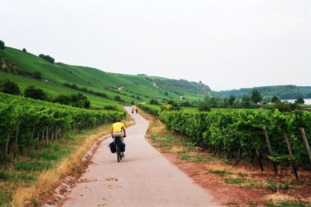 Weinberge am Rhein