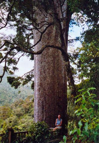 Mammutbaum Kauri-Tree