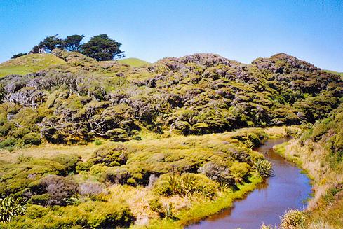 Weg zur Wharariki Beach