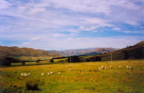 Das erste Neuseelandbild mit Schafen