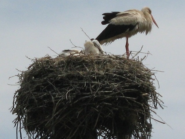 Storchennest in Brody (Gro Blumberg)