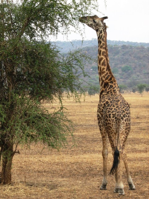 Giraffe