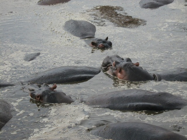 Hippos