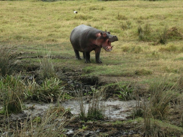 Hippo