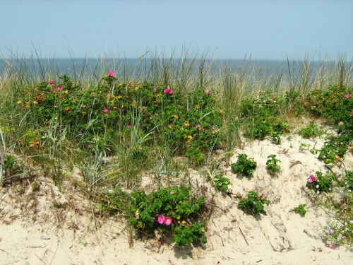 Düne