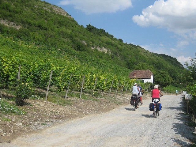 Weinberge bei Kloster Pforta