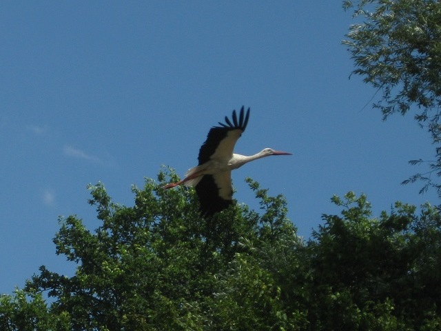 Storch