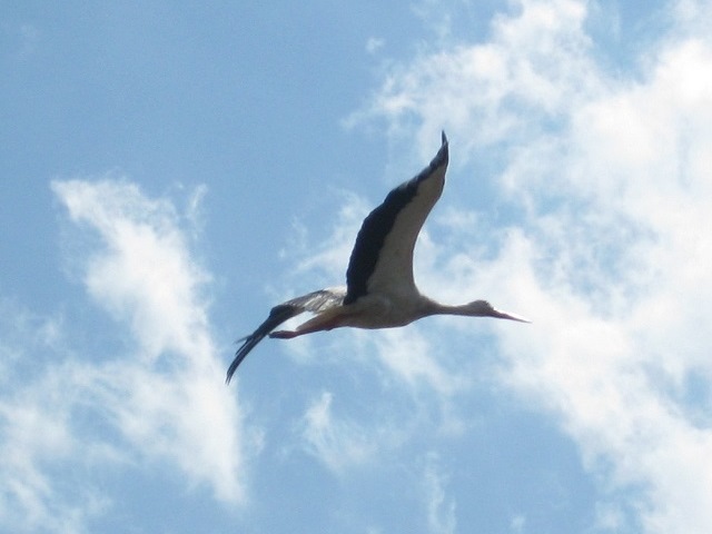 Storch