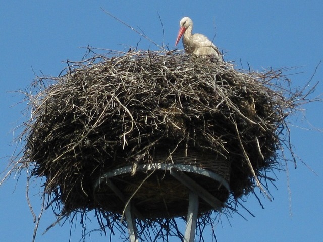 Storchennest