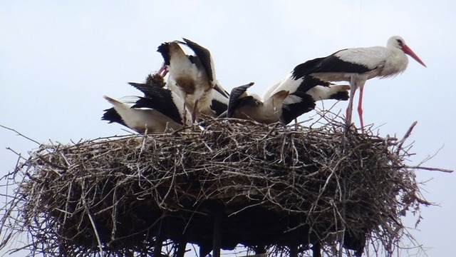 Storchennest Merkln