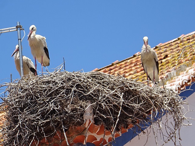 Storchennest