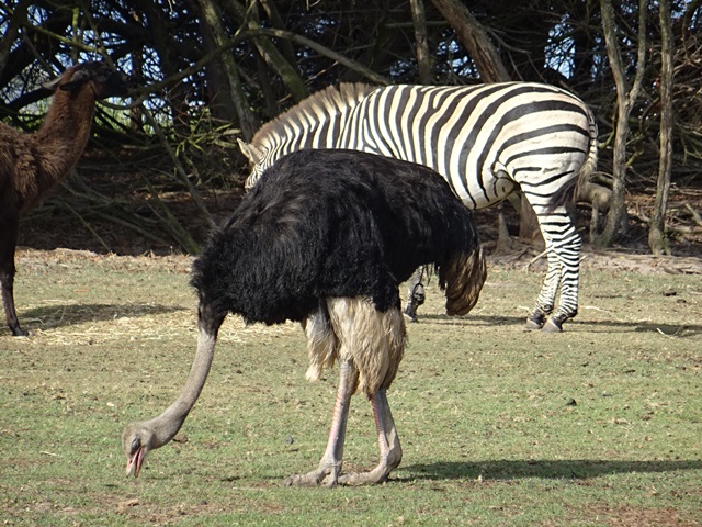 Kleiner Zoo in Carvalhal