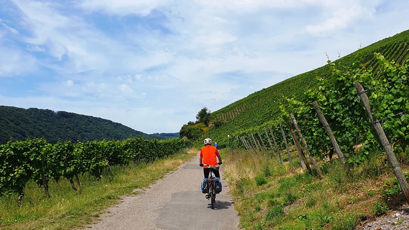 Mosel-Weinberge